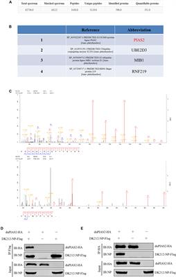 Duck PIAS2 Promotes H5N1 <mark class="highlighted">Avian Influenza Virus</mark> Replication Through Its SUMO E3 Ligase Activity